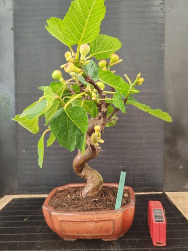 Bonsai fico 40 cm visita - fico,