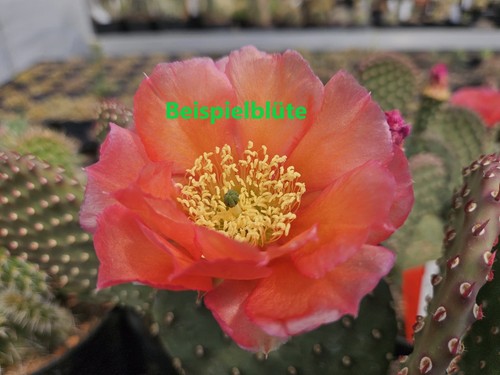 Opuntia aurea denver - aurea, "bg