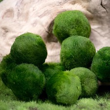 10 pz. MARIMO Alga Palla 2/4 CM - Pianta Vera Giapponese Cladophora per Acquario