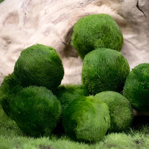 Marimo alga palla 2 - pz.,