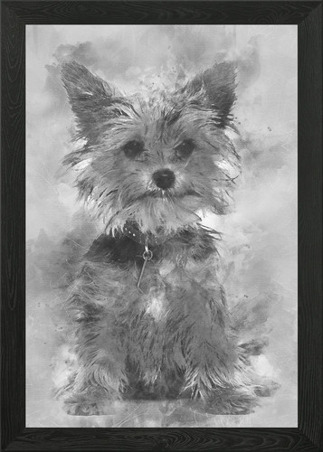 Yorkshire terrier cucciolo - , si