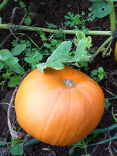 Zucca Quintale Gigante – 25