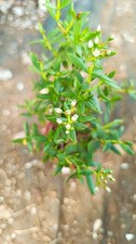 Crassula sarcocaulis piante - crassula,