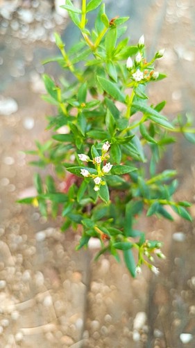 Crassula sarcocaulis piante - crassula,