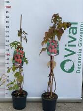 PIANTA DI LAMPONE ROSSO VASO 18   (foto reale) frutti di bosco rifiorenti