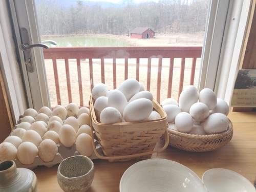 Uova oca free range - free, tao