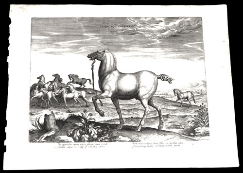 1580 rara liberi - 1580-rara-liberi, equi