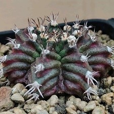 Gymnocalycium T-REX (Mix