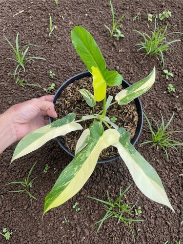 Philodendron florida beauty - philodendron,