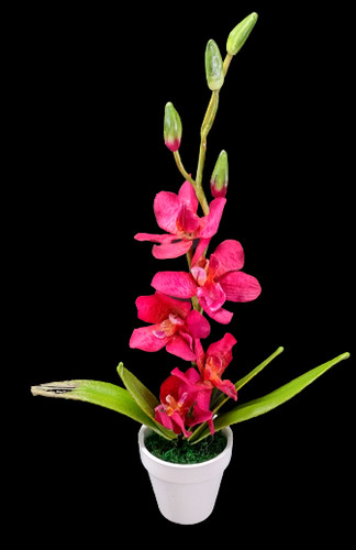 Carina piccola orchidea