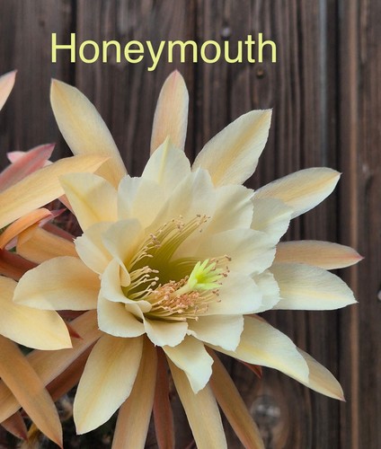 Humkes honeymouth hildewintera - humkes,