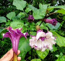 Datura Metel Seeds (Devil's