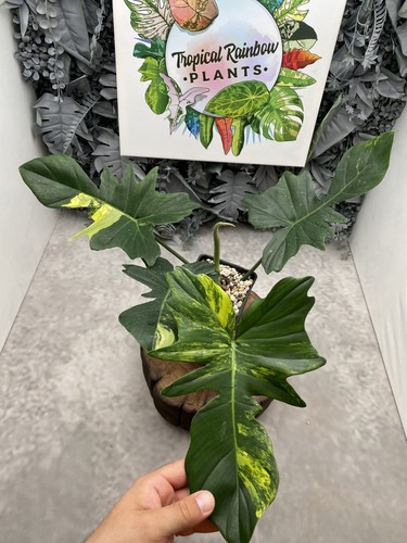 Philodendron florida beauty - philodendron,