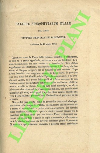 Trevisan saint leon vittore - de,