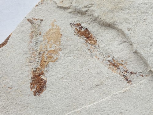 Splendidi pesci fossili - ,