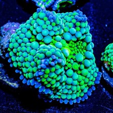 Blue & Green Ricordea Mushroom