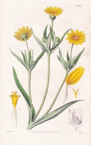 Hologymne glabrata botanica - glabrata,