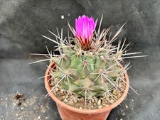 Thelocactus rinconensis ssp - rinconensis,