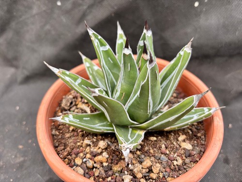 Agave reginae vittoria cactus - reginae,