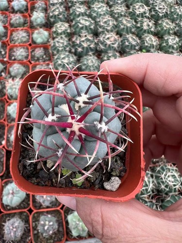 Rara pianta succulenta cm - succulenta,