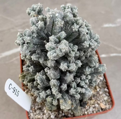 Astrophytum myriostigma