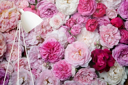 Fiori rosa gamberetti - fiori,
