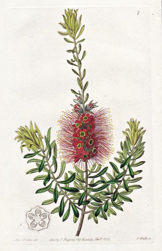Callistemon microstachyum - callistemon,