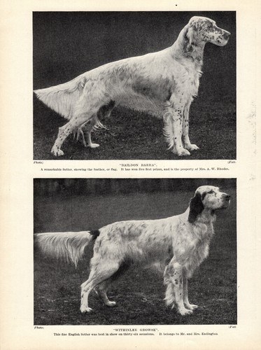 Antica stampa setter inglese - antica,
