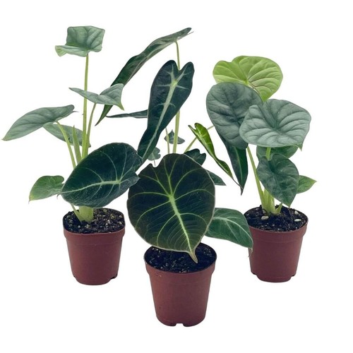 Alocasia assortment set - alocasia,
