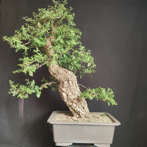 Pre bonsai esemplare - esemplare, di