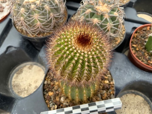 338 uebelmannia pectinifera - 338,