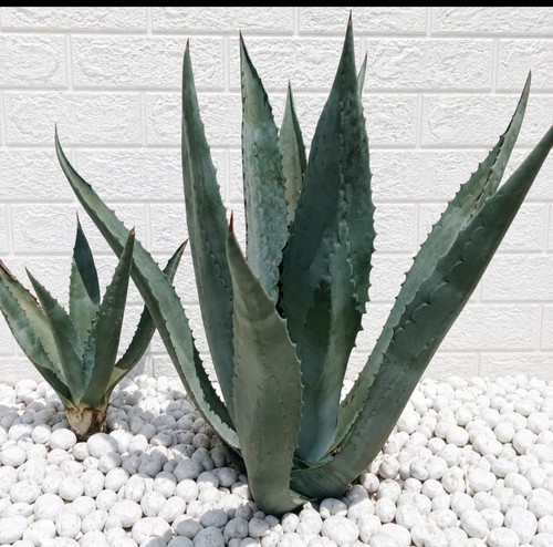 Agave americana blu - americana,