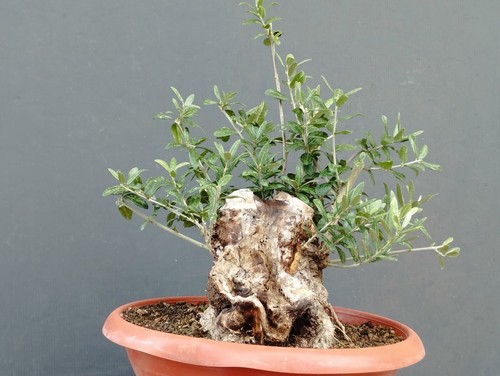 Bonsai olivastro 30x20cm - bonsai,