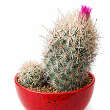 Coryphantha pseudoechinus