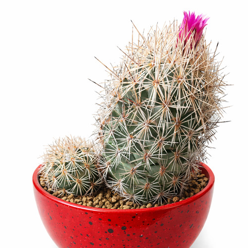 Coryphantha pseudoechinus