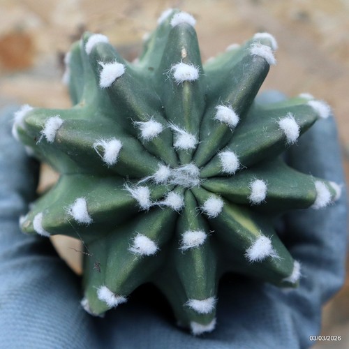 K203 echinopsis variegated - echinopsis,