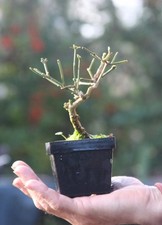 Prebonsai Gelsomino