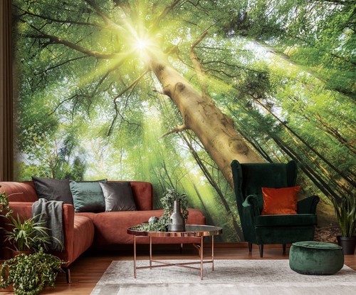 Foresta gigante albero - foresta, carta