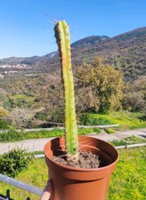 ?1 Vaso 17 CmØ ECHINOP. LAGENIFORMIS TorciaBOL. T. Cereus?San Spirit + Omaggio