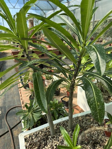 Pachypodium rutenbergianum h45 - pachypodium,