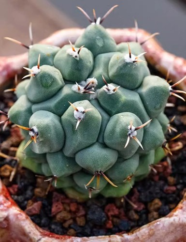 Pianta cactus succulenta 3 - cactus,