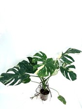 Monstera Thai Constellation