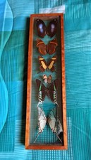 Collezione di farfalle in teca.