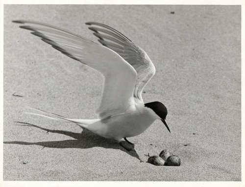 The arctic tern sterna - the,
