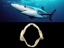 Mascella Bocca Squalo Verdesca