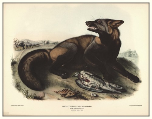 American cross fox - fox,