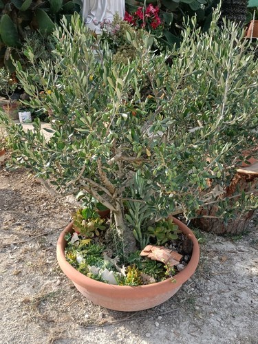 Pianta ulivo bonsai - di,