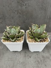 Agave titanota 'Black Whale' -