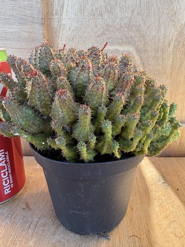 Euphorbia submammillaris - submammillaris,