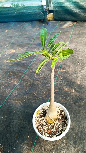 Adenium succulente cactus - adenium,